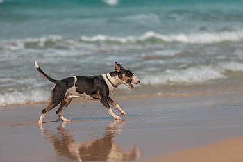 dog, happy, cheerful, pet, holiday, beach, sea, ocean, animal, summer, paradise