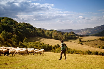 pastor, oveja, naturaleza, al aire libre, granjero, ganado, animales, granja, pasto, fauna silvestre, campo