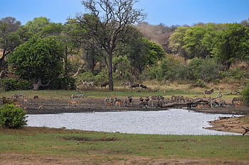 africa, water Hole, zebras, kiss, impala, warthog, drink, wilderness, wildlife, nature