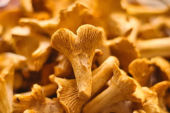 funghi, finferli, fungo dell'uovo, gallinacci, reherl, natura, raccolto, flora, autunno, foresta