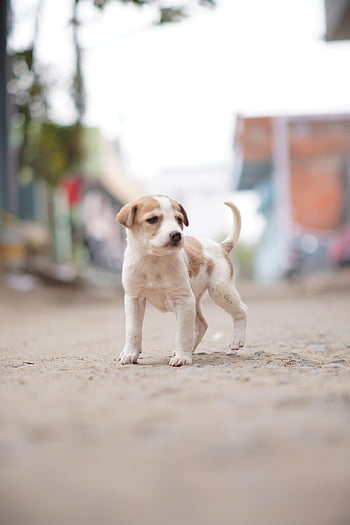 dog, pet, puppy, animal, street, canine, nature, pup, portrait, animals