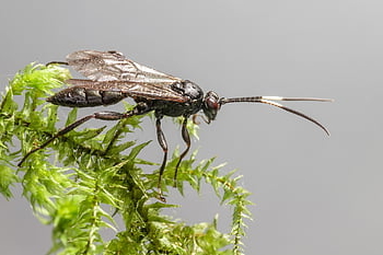 ichneumon osa, mouchy, pozadí, izolovaný, létat, hmyz, vystříhnout, šedé pozadí, Příroda, studio, kámen