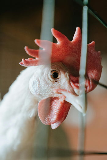 white rooster, red comb, chicken head, close-up image, chicken coop, detailed shot, white and red, avian photography, farm animal, poultry, bird portrait