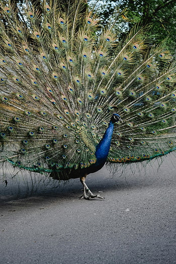 páv, šíření peří, živé peří, Helsinky Park, detail, nádherné peří, páv peří, Displej páv, Peacock v parku, páv ocas, Pávová krása