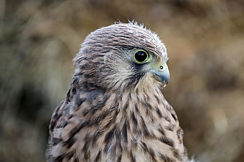 sokol, mladý jestřáb, dravé ptáky, raptor, svobodný život, farley, mládě, peří, portrét, divoký pták, pták