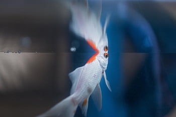 Ryba, akvárium, pod vodou, voda, moře, námořní, Příroda, plavání, modrý, vodní, hluboký