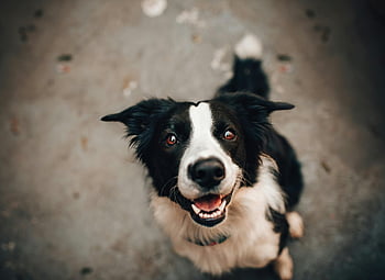 black and white dog, Border Collie, cheerful dog, upward gaze, joyful moment, canine charm, black and white Border Collie, happy dog, dog looking up, pet photography, dog portrait