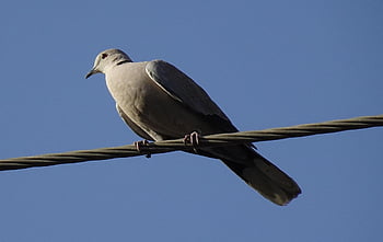Vogel, Taube, Eurasische Türkentaube, Streptopelia decaocto, Kragentaube, Ring Taube, Fauna, Tierwelt, Jaipur, Natur, Indien