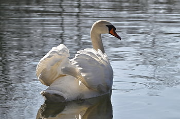 mute swan, labuť, jezero, vodní pták, pozorování ptáků, zimní, přírodní rezervace, Příroda, volně žijících živočichů