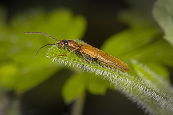 katona bogár, rovar, levél növényen, bogár, Cantharidae, természet, makró, közelkép