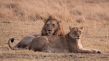 lion, feline, panthera, cat, animal, predator, mane, tail, male, female, savanna
