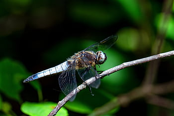 dragon-fly, blue Arrow, insect, close Up, macro, wing, flying Insect, insects, side View, dragonflies, filigree