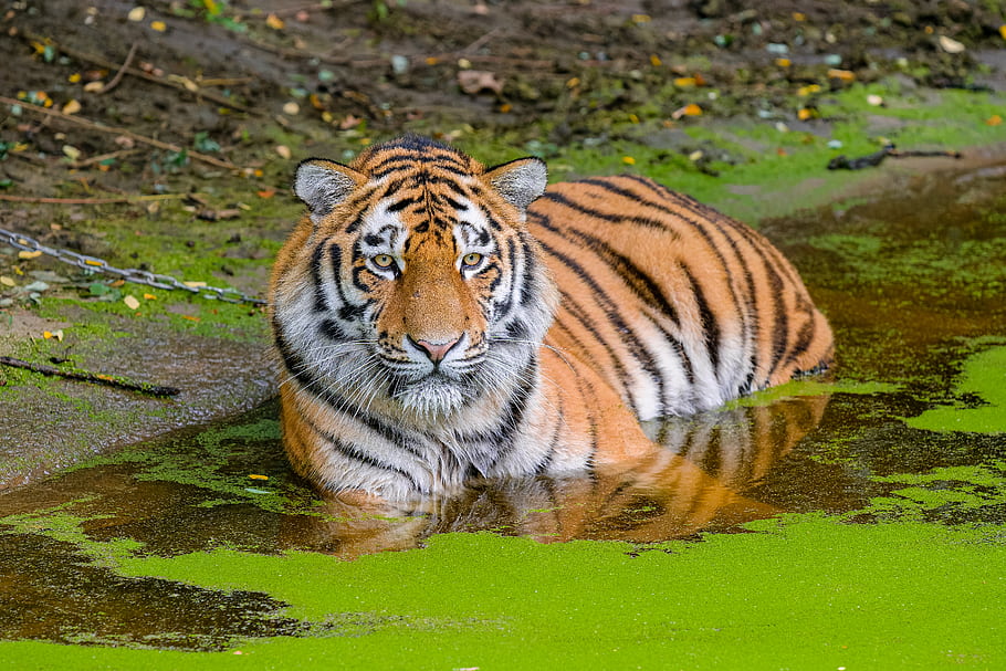 Siberian Tiger, zoo, animal, cat, feline, water, pond, eyes, stripes, orange, white