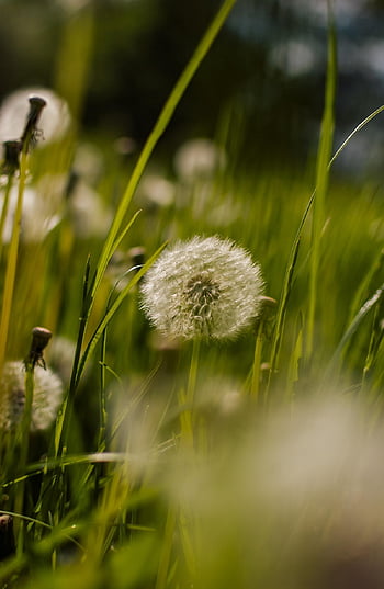 dandelion, dandelions, sonchus Oleraceus, nature, meadow, nuns, plant, spring, closeup, the Delicacy, macro