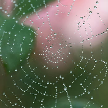 macro photography, spider web, water drops, close-up, nature, dew, web details, outdoor, morning dew, spider web texture, macro shot