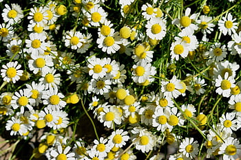 matricaria, chamomilla, chamomile, flower Background, beautiful Flowers, composites, plant, asteraceae, nature, flowers, flora