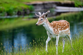 ciervo, animal, fauna silvestre, mamífero, verde, piel, hierba, prado, rural, dólar, caza
