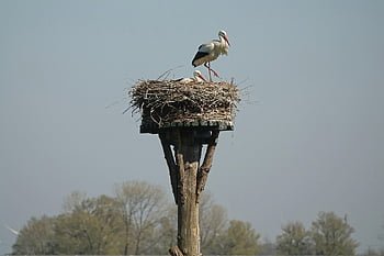 čáp, ptáků, hnízdo, zvířat, zobák, živočišného světa, čápi, Příroda, ciconia ciconia
