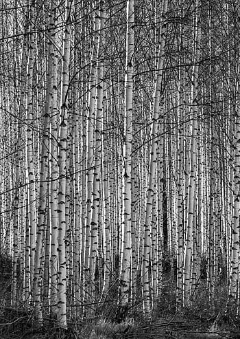 Wald, Birkenhain, Holz, Natur, Birke, Birken, Umreifen, Stämme, Reisig