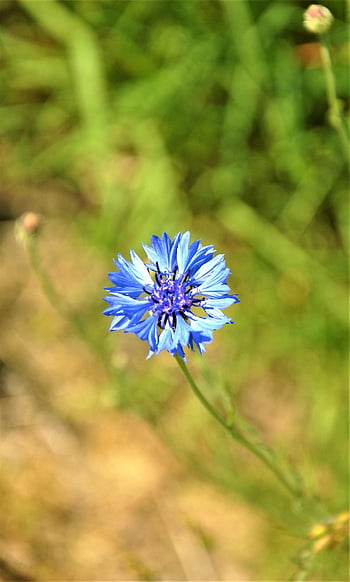 maismel, blomst, anlegg, blå blomst, blomst bakgrunn, vakre blomster, petals, blomst tapet, vår, felt, natur