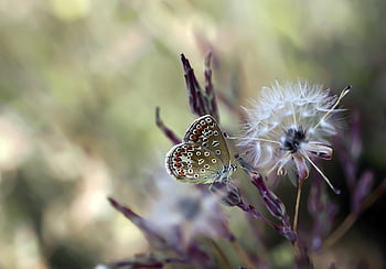 butterfly, insect, wing, nature, animals, beautiful, beautiful Flowers, colorful, macro, the Details Of The, flower Background
