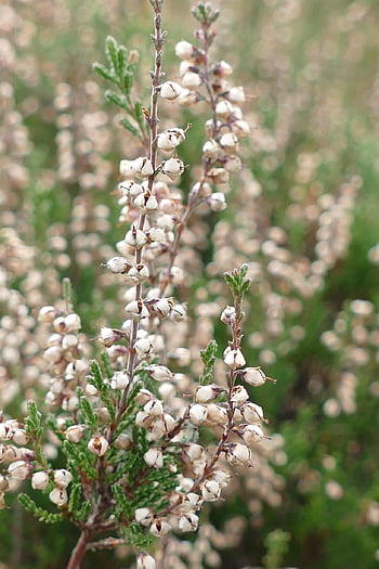 lyng, Calluna vulgaris, dværg busk, flora, natur, Færdig blomstring, efterår