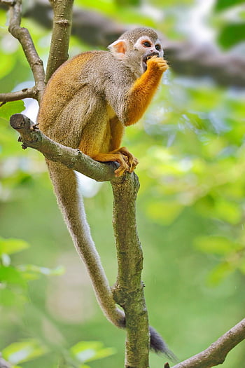 animal, écureuil singe, mammifère, espèce, faune, singe, saimiri, primate, branche, queue, la nature