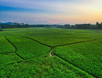 risåker, flybilde, frodig grønn, solnedgang, Rumpin, Vest-Java, indonesia, landskap, jordbruk, natur, landsbygda