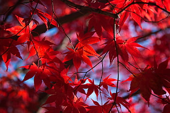 leaves, japanese Maple, red, maple, maple Leaves, maple Tree, autumn Leaves, autumn Foliage, fall, season, foliage