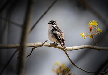 flycatcher pied Eropa, burung, hewan, paruh, bulu, bulu burung, bertengger, cabang, margasatwa, alam, merapatkan