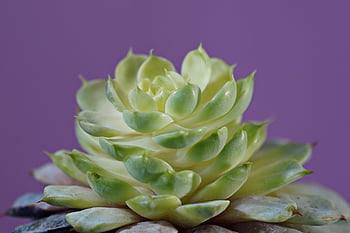 plant, succulent, growth, green, botany, flora, nature, houseplant, sucullent