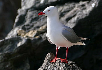sea gull animal, beak, bird, coastal, feather, nature, ocean, outdoor, rock, seagull, standing