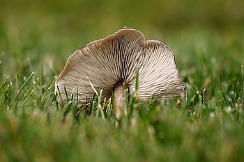 houba, Medová houba, společný Hallimasch, disk houba, les, Příroda, armillaria mellea, plodnic, Druhy hub