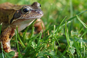 amphibie, espèce, grenouille, faune, la grenouille, macro, la nature