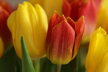 tulipány, květiny, rostlin, okvětní lístky, žárovky květiny, jarní květiny, jaro, Příroda, flóra, Pozadí, zblízka