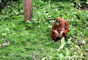 Orang-Utan, Natur, Affe, Tier, Primas, Tierwelt, Säugetier, wild, Urwald, Regenwald, Wald