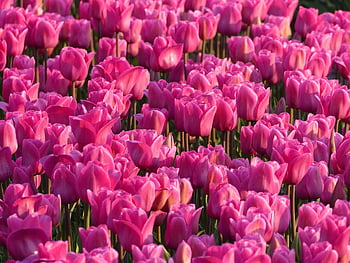 pink tulips, vibrant flowers, spring blooms, lush petals, stunning field, full bloom, red flower lot, pink flowers, spring beauty, floral landscape, tulip field