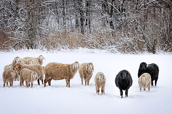 winter, sheep, flock Of Sheep, herd, nature, snow, animals, wool, landscape, winter Landscape, cold