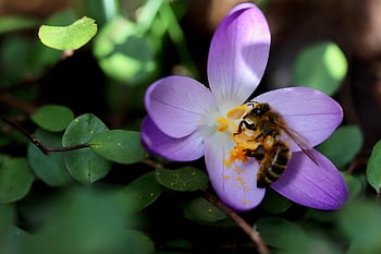 krokus, včela, pyl, včelí med, brzy bloomer, sbírat pyl, jarní probuzení, okvětní lístky, tyčinek