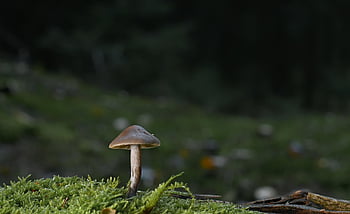houba, les, mech, věda o houbách, zblízka, lesní podlaha, zimní, Příroda