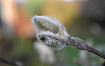 magnolia, crescere, crescita, risveglio, ramo, botanica, macro, dai capelli, soffice, risveglio di primavera, pianta