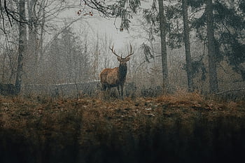 deer, woods, fall, misty autumn forest, serene deer, calm scene, atmospheric scene, autumn woods, deer in forest, misty woods, fall forest
