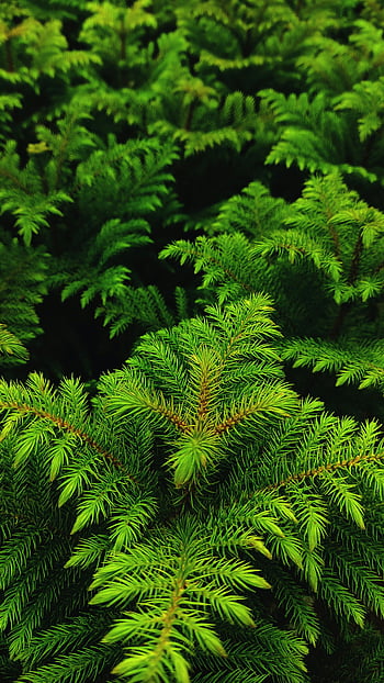 bright green coniferous trees, vibrant green conifer needles, dense forest, close-up view, coniferous forest, green conifer needles, forest setting, up-close view, coniferous trees, green needles, forest foliage