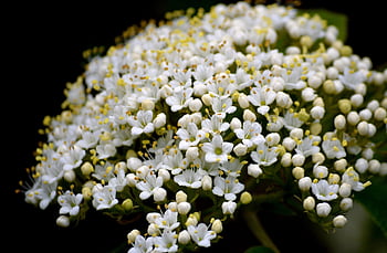 květiny, bezohlední pupeny, bezový květ, keř, květ, držák kartáč, květenství, sambucus nigra, křičet, sambucus, okrasný keř