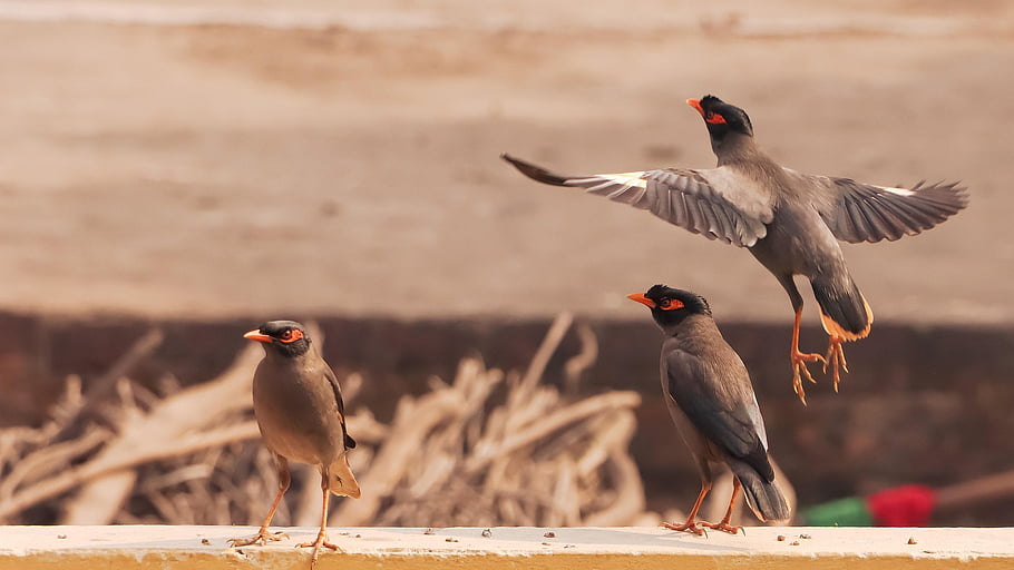 birds, flock, beak, plumage, feathers, avian, ornithology, animal, wildlife, nature, hummingbird