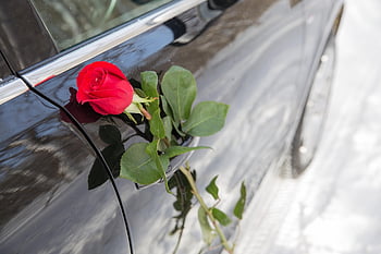 růže, auto, Valentýn, výročí, květ, štěstí, dveře, den, Krásná, Dovolená, emoce