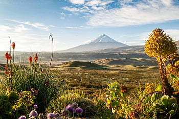 Volcán Cotopaxi, flora vibrante, pichincha, Ecuador, desierto de montaña, paisaje impresionante, montaña andes, naturaleza escénica, paisaje volcánico, belleza natural, colinas verdes