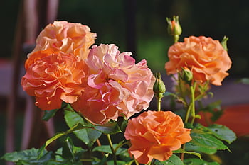 róże, kwiaty, kwiat róży, płatki, płatki róż, kwiat, kwitnąć, flora, Natura