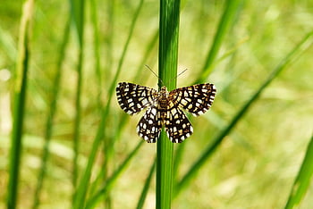 butterfly, vitiligo Chanterelle, insect, antennae, moth, fragility, animal, nature, invertebrate, arthropod, closeup
