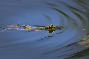 sammakkoeläin, sammakko, lampi, olento, laji, eläimistö
